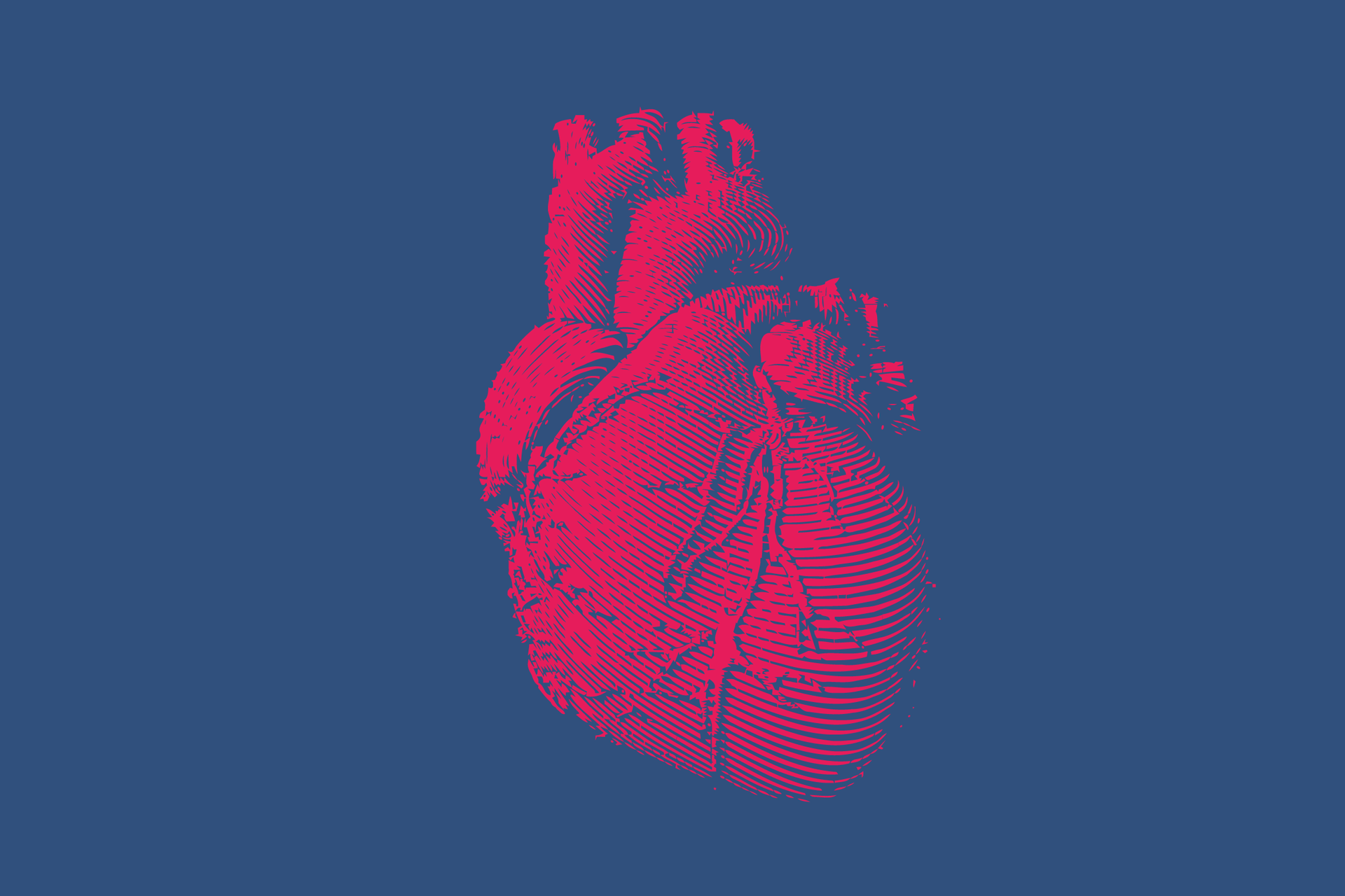 Human Heart Illustration